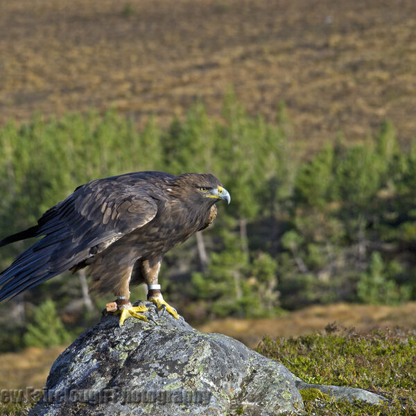 Golden Eagle