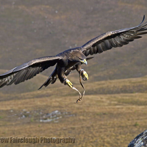 Golden Eagle