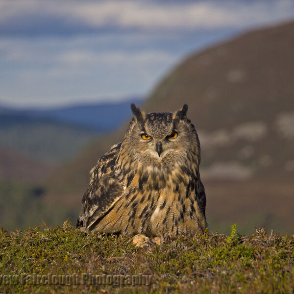 Eurasian Eagle Owl (Bubo bubo)