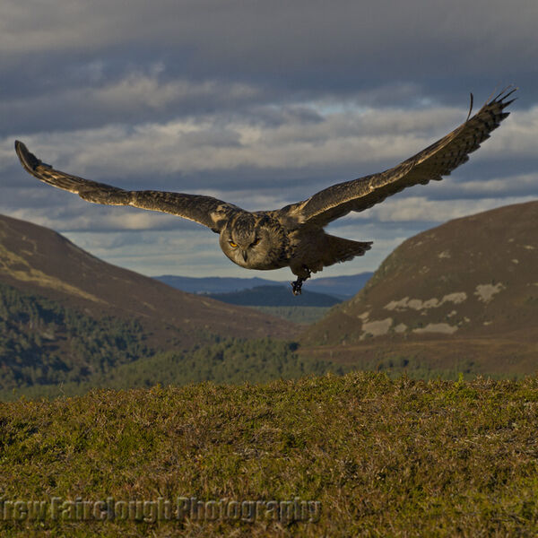 Eurasian Eagle Owl (Bubo bubo)