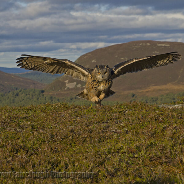Eurasian Eagle Owl (Bubo bubo)