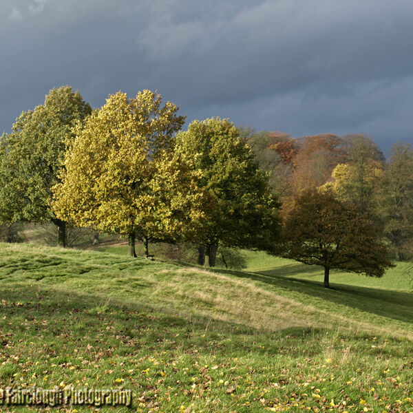 Autumn Trees in the Peak District