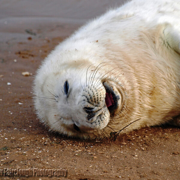 Grey Seal Pup (Halichoerus grypus)