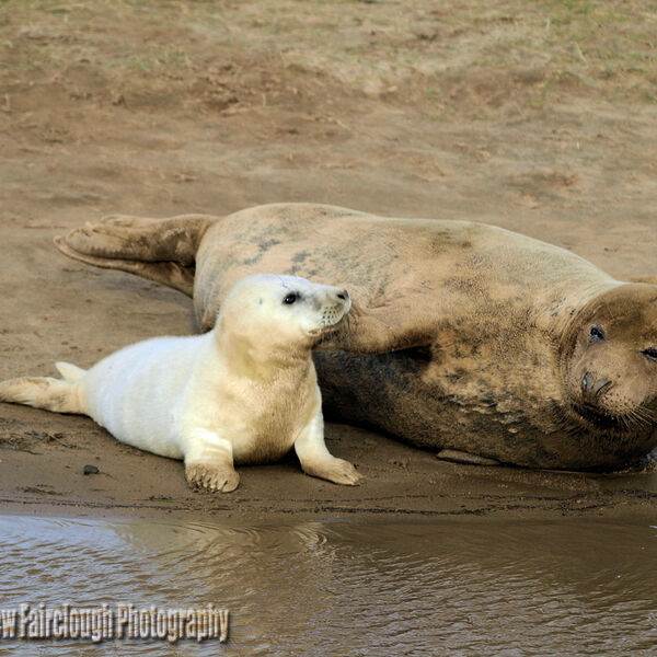 Seal pup with Mum