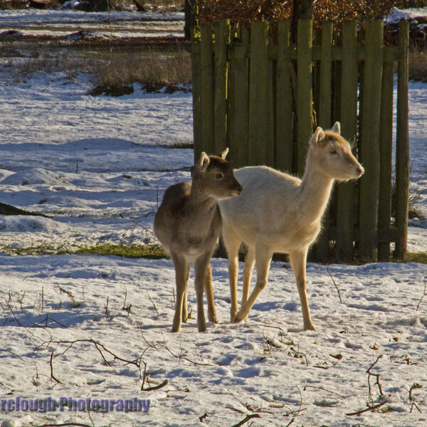Young Fallow Deer (Dama dama)