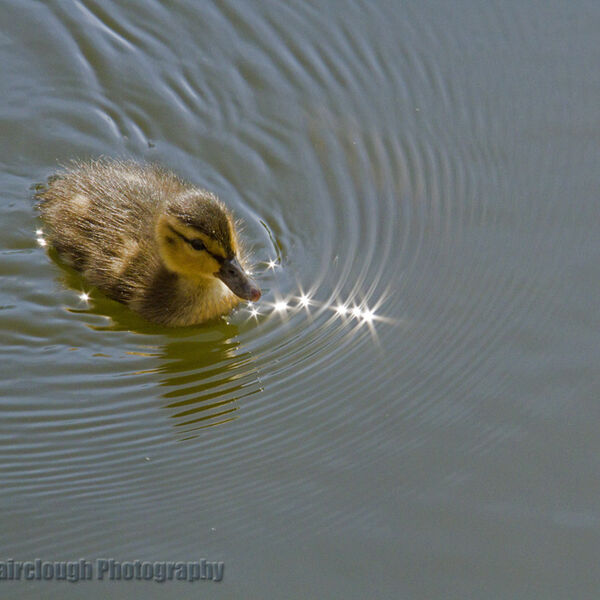 Duckling on the Moat at Little Moreton Hall