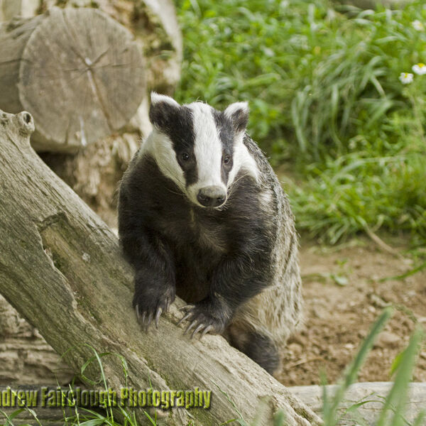 European Badger (Meles meles)