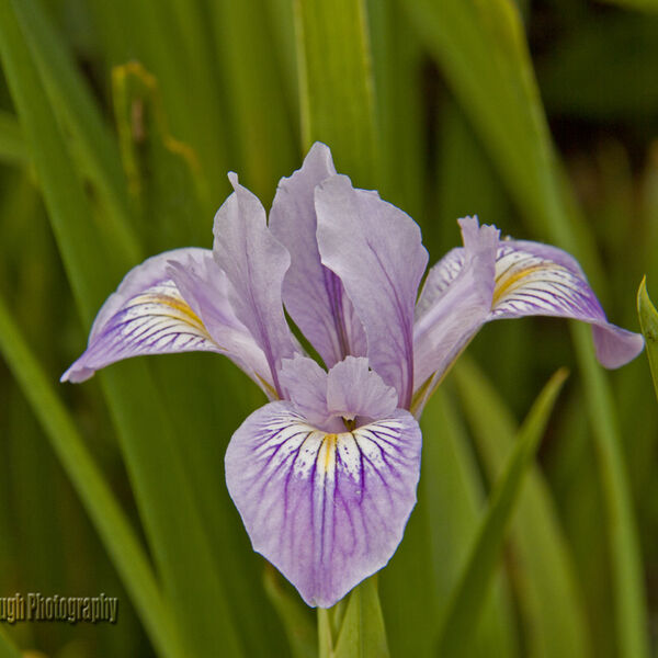Iris