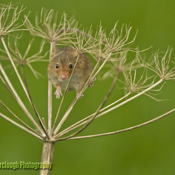 Harvest Mouse (Micromys minutus)