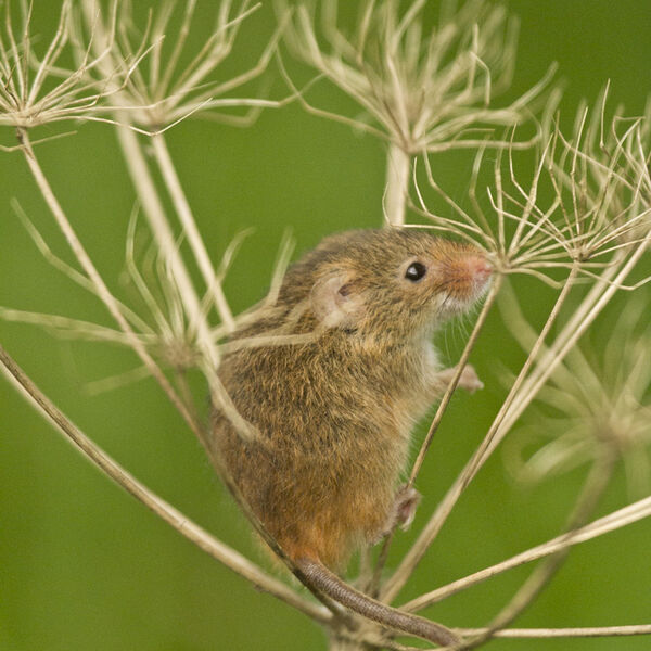 Harvest Mouse (Micromys minutus)