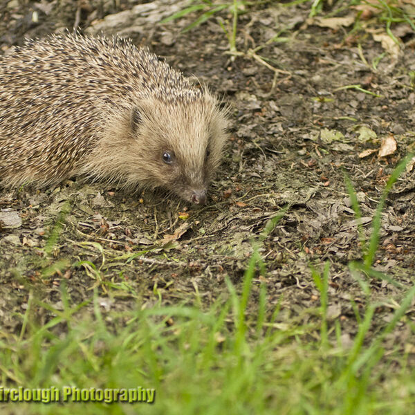 Hedgehog (Erinaceus europaeus)