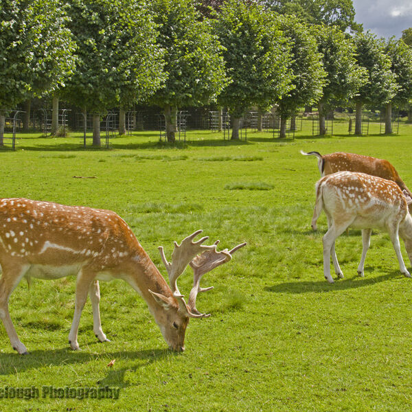 Fallow Deer in Velvet
