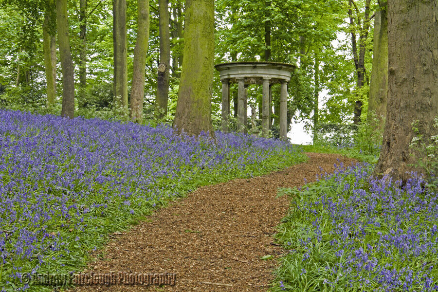 Bluebell woods - Renishaw Hall and Gardens