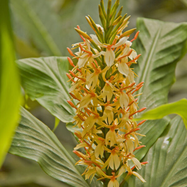 Ginger Lily (Hedychium)