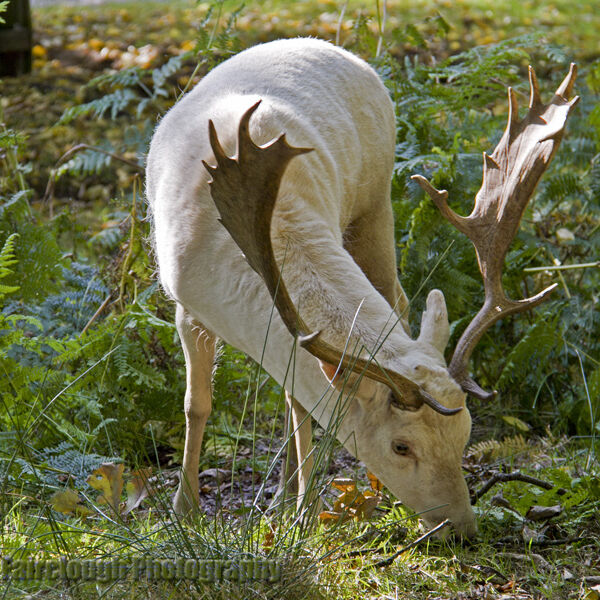 Albino Fallow Deer Buck at Dunham Massey