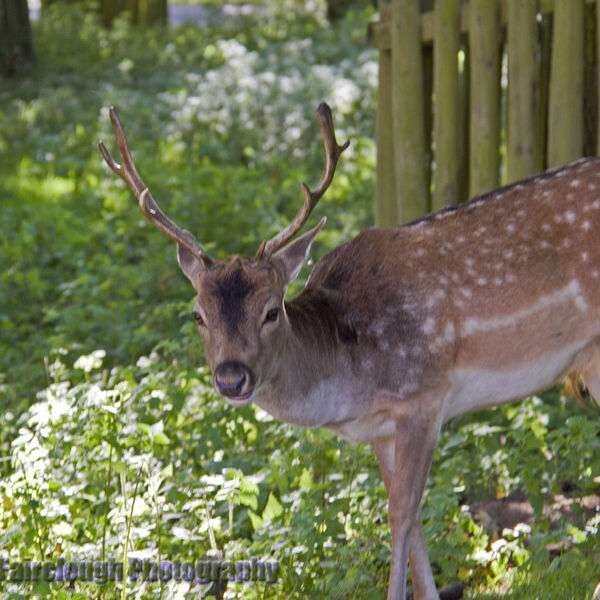 Fallow Deer