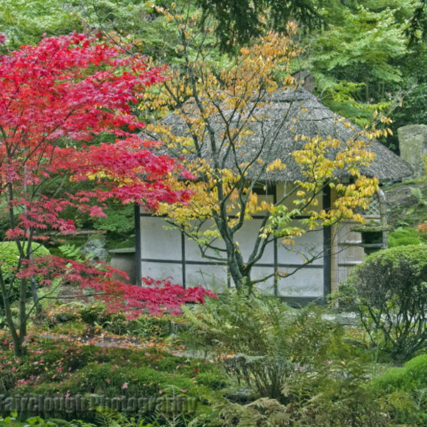 Japanese tea house and garden in autumn