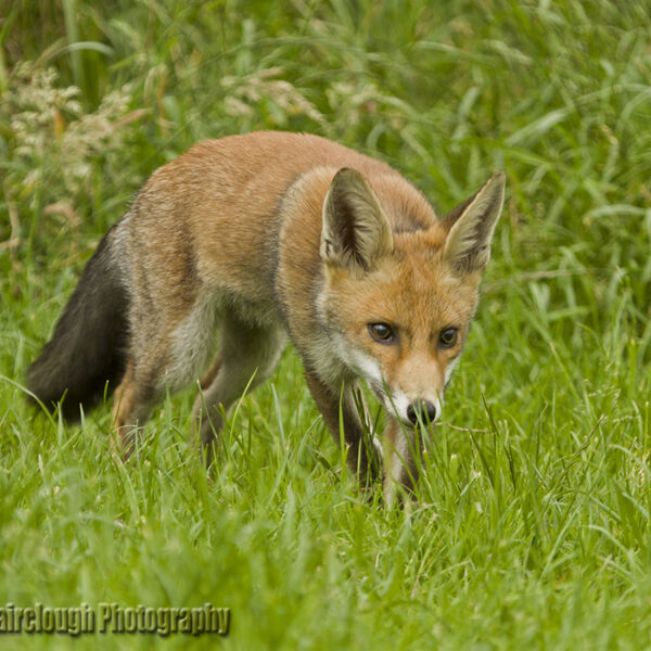 A magnificent wild Red Fox (Vulpes vulpes) hunting for food.