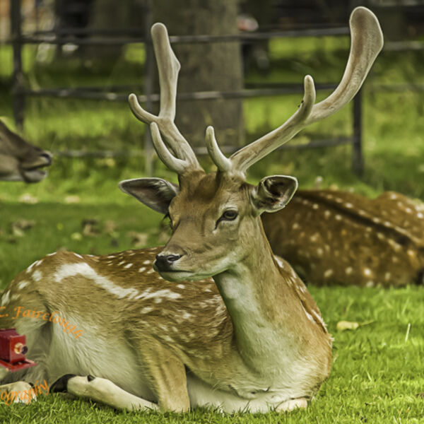 Fallow Deer Buck in Velvet