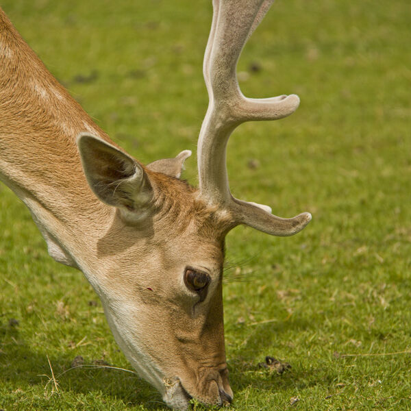 Fallow Deer in Velvet