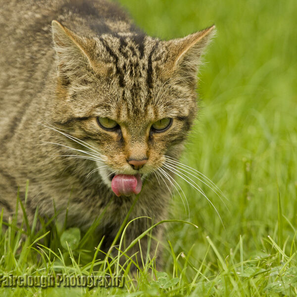 Scottish Wildcat (Felis silvestris)
