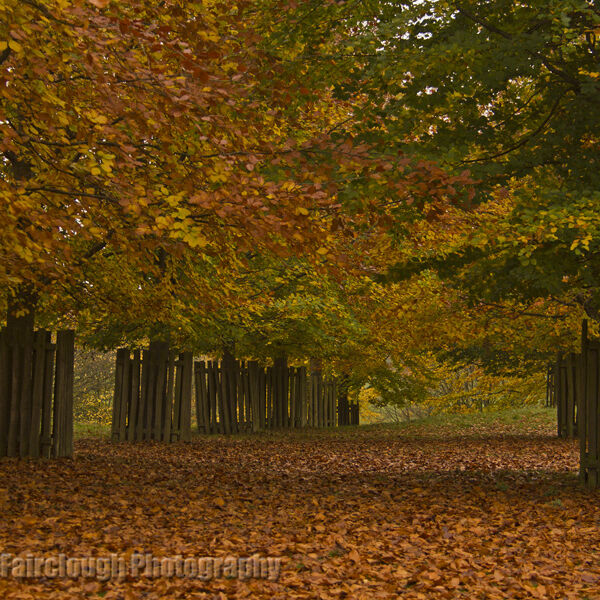 Autumn Colour at Dunham Massey