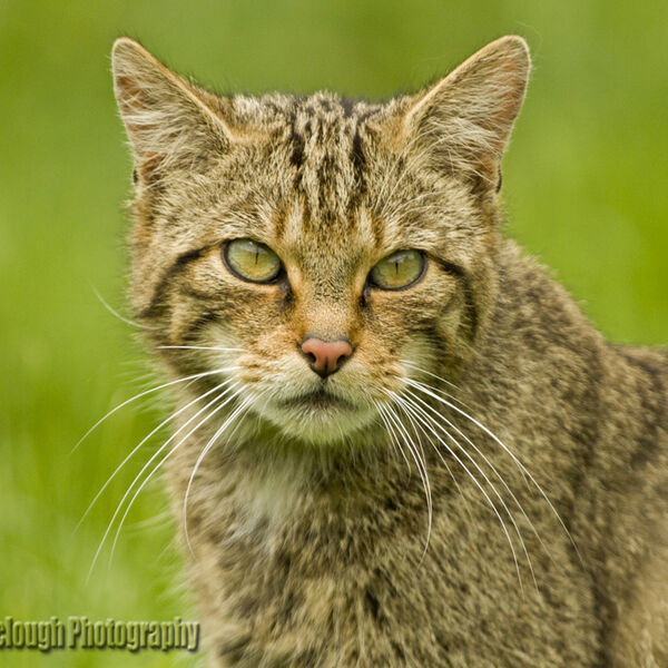 Scottish Wildcat