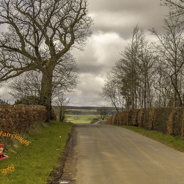 Country Lane in Late Autumn with Beech Hedging and Bare Trees.