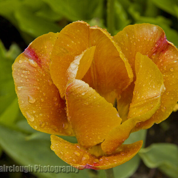 Tulip
