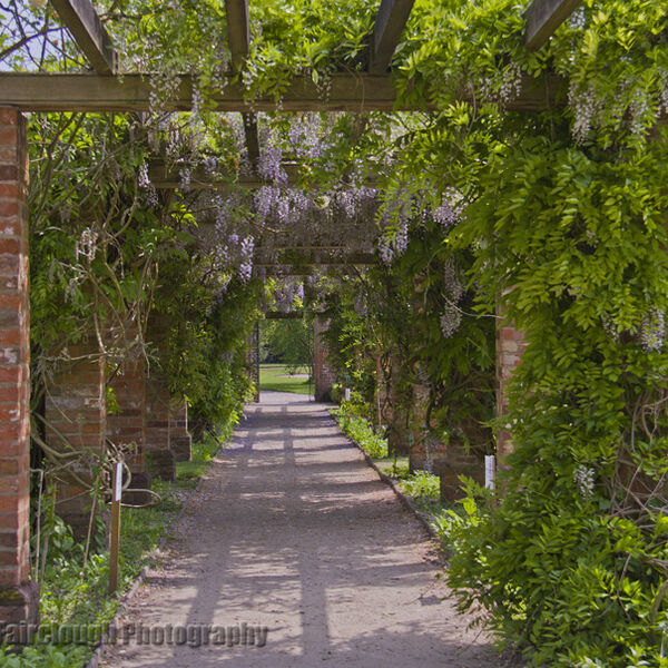 Wisteria Arch at Tatton Park