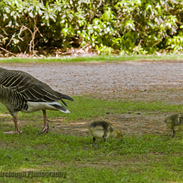 Pink footed Goose (Anser brachyrhynchus) and goslings