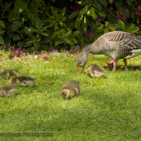 Pink Footed Goose and goslings