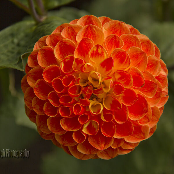 Dahlia - Ball Type