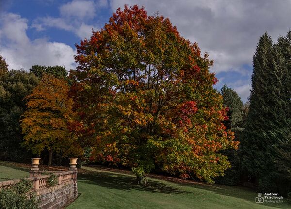 Autumn colours on trees at Tatton Park