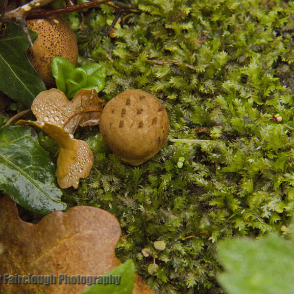 Common Earthball