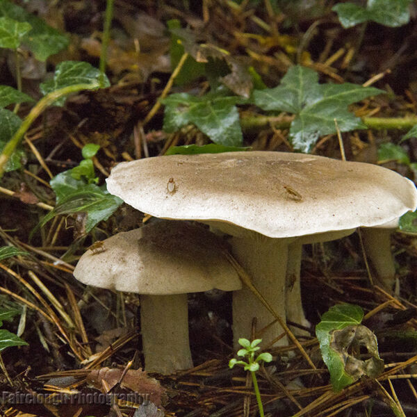 Honey Fungus ( Armillaria mellea)
