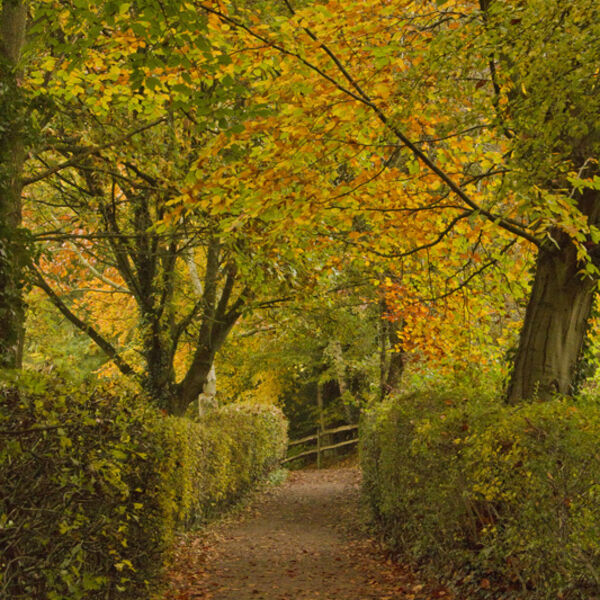 Autumn Footpath