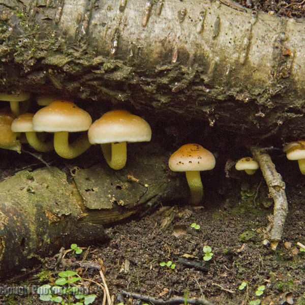Honey Fungus ( Armillaria mellea)