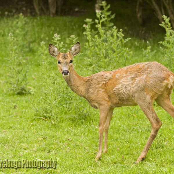 Roe Deer (Capreolus capreolus)