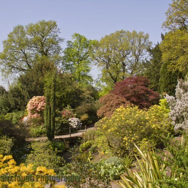 View over the rootree