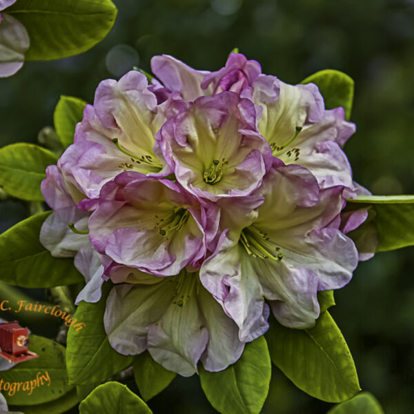 Rhododendron Flower Cluster