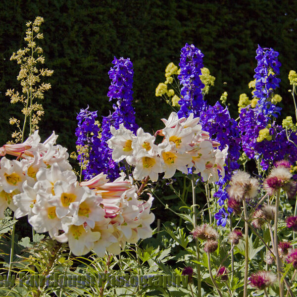 Lilies and Delphiniums