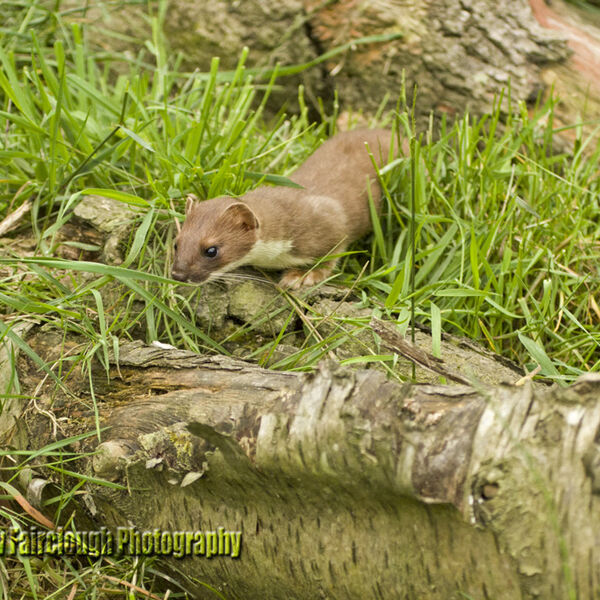 Weasel (Mustela nivalis)