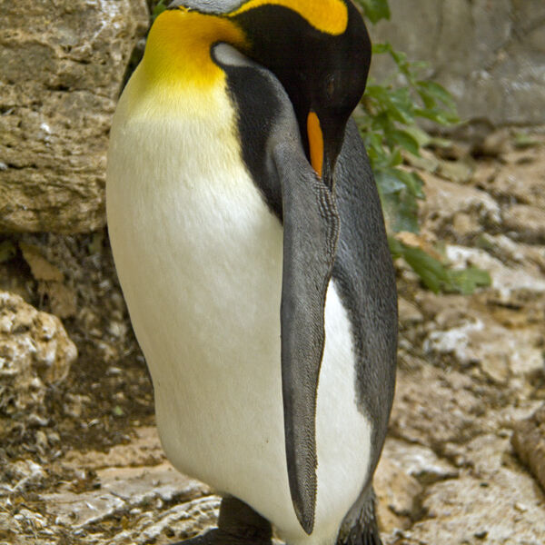 Emperor Penguin (Aptenodytes forsteri)