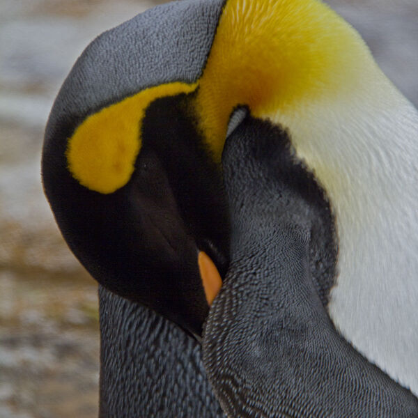 Sleeping Emperor Penguin (Aptenodytes forsteri)