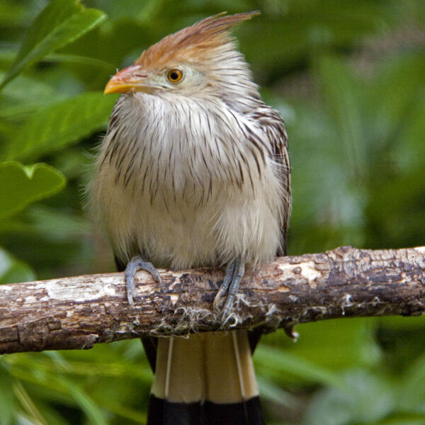 The Guira Cuckoo (Guira guira)
