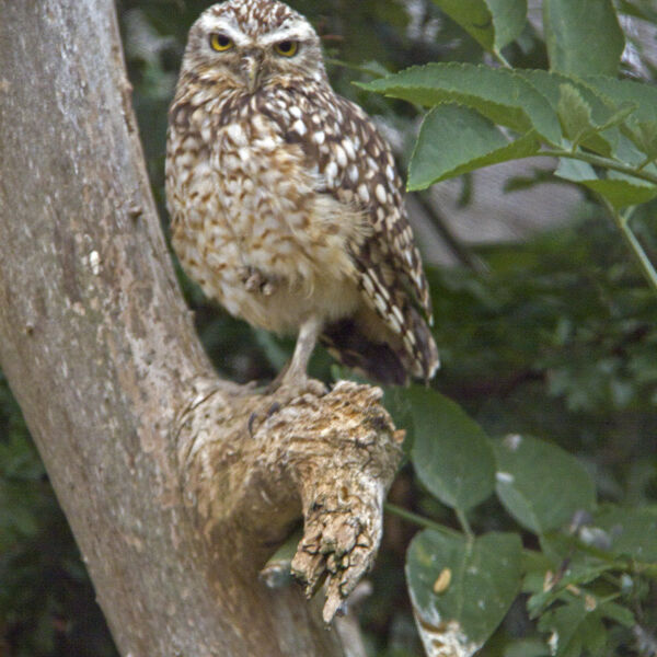 The little owl or the Owl of Minerva (Athene noctua)
