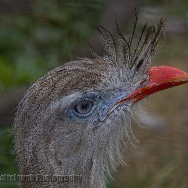 The Red-Legged, or Crested Seriema (Cariama cristata)