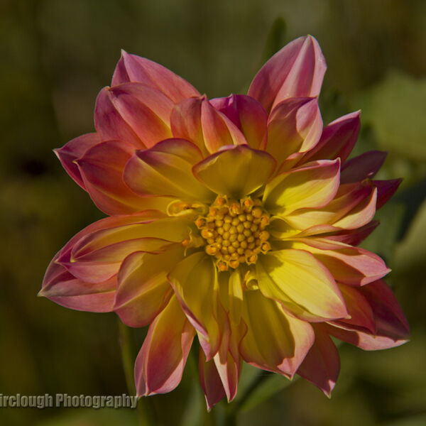 Dahlia - Anemone Flowered Type