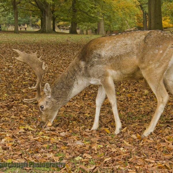 Fallow Deer Buck (Dama dama)
